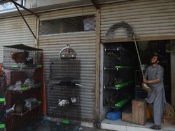 Lockdown Corona, Ratusan Hewan Mati di Pasar Pakistan
