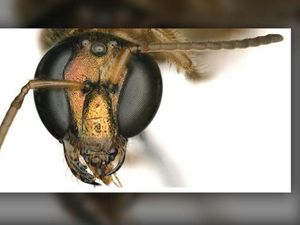 Unik, Lebah Ini Setengah Jantan Setengah Betina