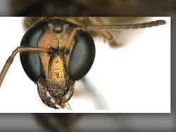 Unik, Lebah Ini Setengah Jantan Setengah Betina