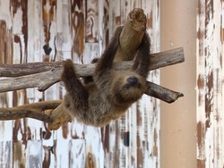 Sarapan Virtual hingga Makan Gratis, 5 Kisah Sarapan Seru Pandemi Corona