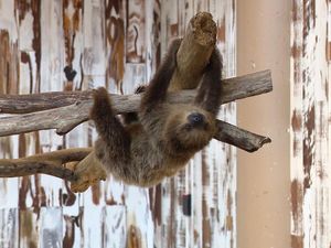 Sarapan Virtual hingga Makan Gratis, 5 Kisah Sarapan Seru Pandemi Corona Sarapan Virtual hingga Makan Gratis, 5 Kisah Sarapan Seru Pandemi Corona