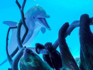 Ekspresi Girang Lumba-lumba Bertemu Kungkang