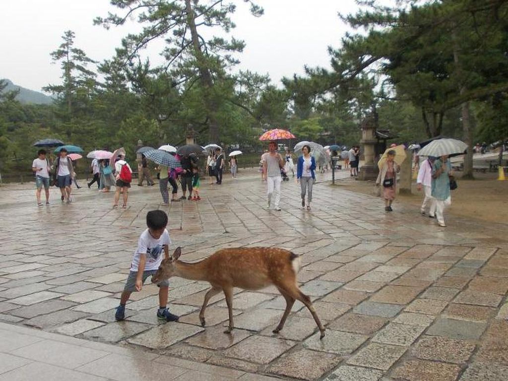 Rusa di Taman Nara Jepang, Bagaimanana Nasibmu Saat Pandemi Corona? Rusa di Taman Nara Jepang, Bagaimanana Nasibmu Saat Pandemi Corona?