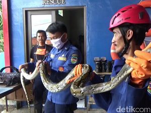 Damkar Purwakarta Evakuasi Ular Sanca 2,5 Meter di Atas Tiang Listrik Damkar Purwakarta Evakuasi Ular Sanca 2,5 Meter di Atas Tiang Listrik