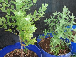 Kementan Kaji Pemanfaatan Minyak Atsiri untuk Kendalikan COVID-19