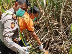 Warga Jombang Temukan Kerangka Manusia di Kebun Tebu