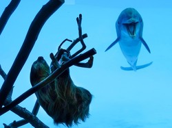 Girangnya Lumba-lumba Bertemu Kungkang