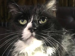 Haruskah Kucing dan Anjing Peliharaan Tetap di Rumah Agar Tak Tertular Corona?