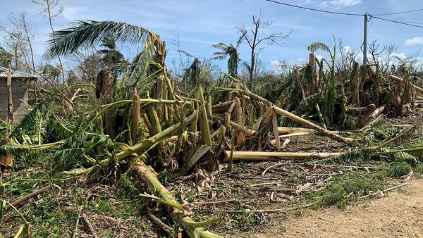 Potret Perkebunan di Vanuatu yang Rusak Diterjang Topan