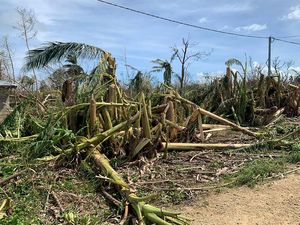 Potret Perkebunan di Vanuatu yang Rusak Diterjang Topan Potret Perkebunan di Vanuatu yang Rusak Diterjang Topan
