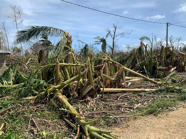 Potret Perkebunan di Vanuatu yang Rusak Diterjang Topan