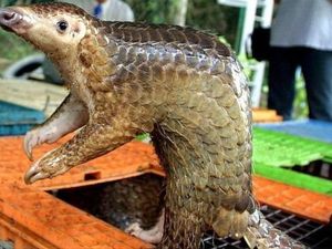 Eksploitasi Manusia terhadap Alam Picu Sejumlah Wabah Penyakit Baru