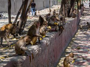 India Lockdown, Satwa Liar Keluyuran di Jalan Cari Makan