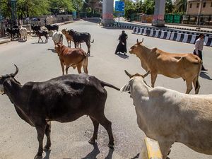 Satwa Kuasai Jalanan India