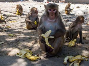 Akibat COVID-19, Kawanan Monyet Jarah Makanan di Thailand