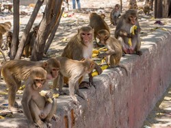Monyet Curi Sampel Virus Corona dari Teknisi Laboratorium