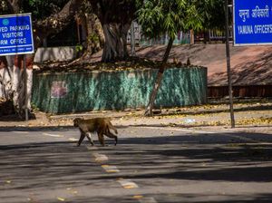 Tragis! Bayi di India Tewas Usai Dilempar Monyet dari Atap Rumah