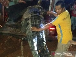Mangsa Bocah, Buaya di Buru Maluku Ditembak Mati