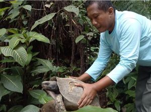 BKSDA Agam Sumbar Terima 7 Ekor Kura-kura Kaki Gajah yang Terancam Punah