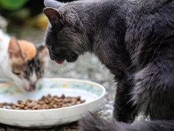 Riset: Kucing Bisa Jadi Transmisi COVID-19 Tanpa Gejala