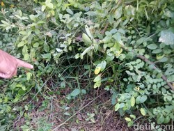 Bayi Perempuan di Makassar Dibuang di Semak-semak