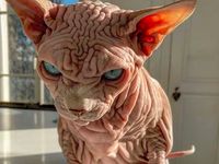 Berita dan Informasi Kucing sphynx Terkini dan Terbaru Hari ini 