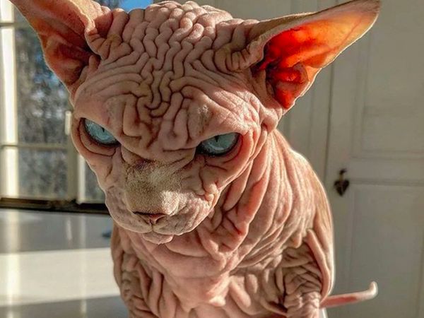 Kenalan dengan Selebgram Xherdan Si Kucing Bugil