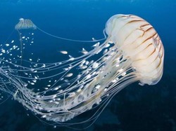 Tak Banyak yang Tahu, Ubur-ubur Bisa Dimakan dan Kaya Nutrisi