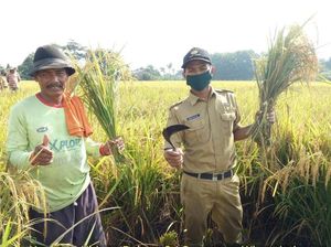 Jaga Lahan Pertanian, 36.052 Hektare Sawah Bakal Masuk Perda LP2B