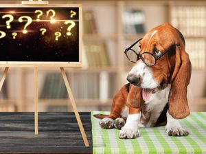 Sttt Dengar Deh! Ini Cara Cari Tahu Arti Gonggongan Anjing