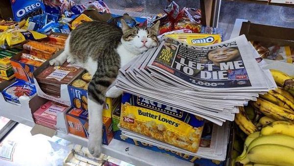 Gemas! Twitter Ini Isinya Foto Kucing Nongkrong di Supermarket