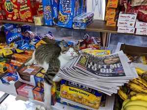 Gemas! Twitter Ini Isinya Foto Kucing Nongkrong di Supermarket