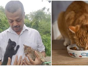 Ajukan Petisi, Pria Ini Dapat Akses Beli Biskuit Kucing Saat Lockdown Ajukan Petisi, Pria Ini Dapat Akses Beli Biskuit Kucing Saat Lockdown