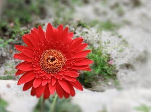 Bagian-bagian Bunga dan Cirinya yang Bisa Dipelajari Siswa