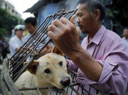 Pemerintah China Sebut Anjing Bukan Hewan Ternak Untuk Dimakan