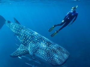 Teka-teki Umur Ikan Terbesar Dunia Terungkap Lewat Tes Bom Atom