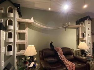 Sayang Kucing, Sang Majikan Buatkan Rumah Keren