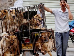 China Susun RUU untuk Reklasifikasi Anjing sebagai Hewan Bukan Ternak