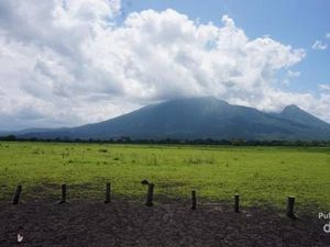 Bukan Afrika, Ini Padang Savana dari Situbondo