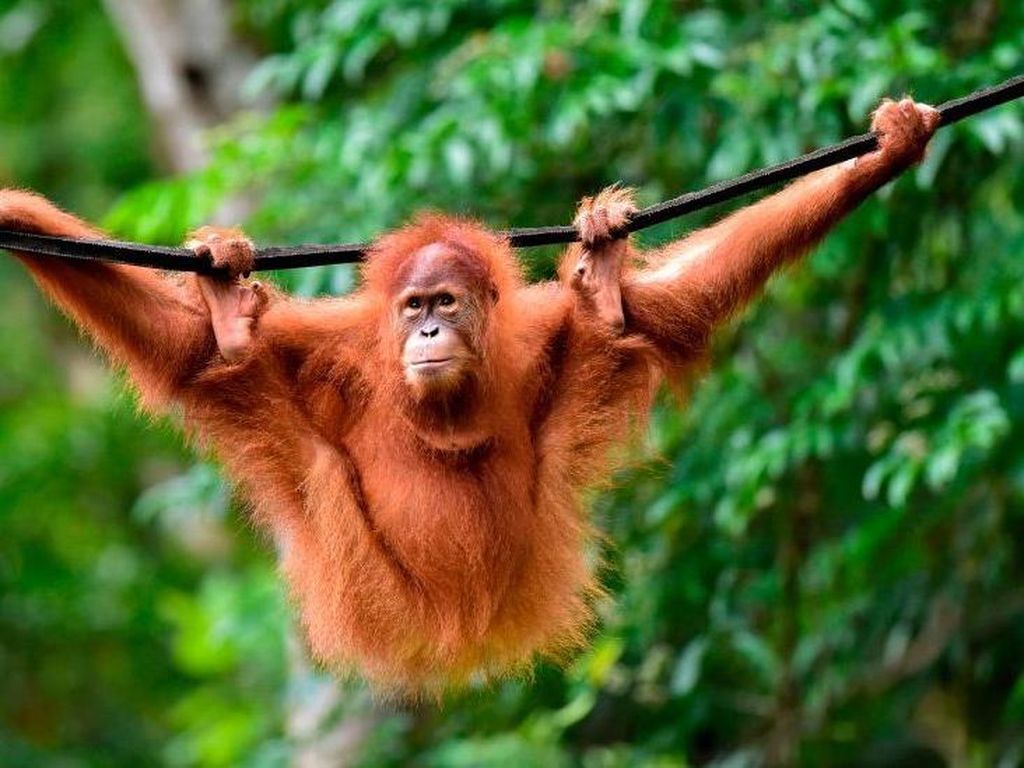 Orangutan, Gorila, dan Simpanse Dikarantina karena Terancam Virus Corona
