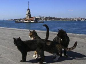 Bagaimana Nasib Ribuan Kucing Liar di Istanbul Saat Pandemi Virus Corona?