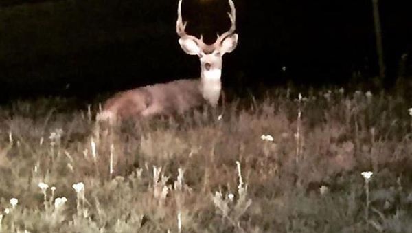 Kocak, Kumpulan Foto Gagal Binatang di Alam Liar