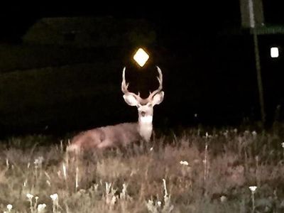 Kocak, Kumpulan Foto Gagal Binatang di Alam Liar