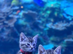 Riset: Ini Bedanya Kucing yang Bermain atau Berkelahi