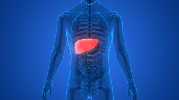 ilustrasi liver