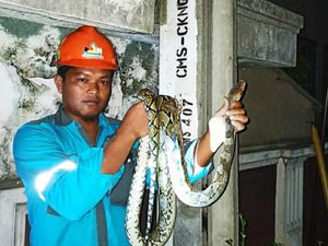 Listrik Perkotaan Ciamis Padam Gegara Ular Sanca Naik STUM PLN