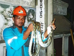 Listrik Perkotaan Ciamis Padam Gegara Ular Sanca Naik STUM PLN