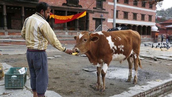 Orang Nepal Berbagi Makanan dengan Satwa yang Kelaparan Akibat Corona