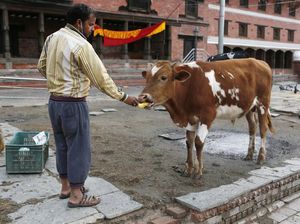 Orang Nepal Berbagi Makanan dengan Satwa yang Kelaparan Akibat Corona