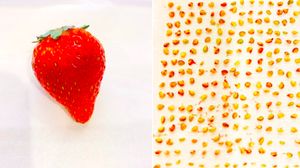 Idol Jepang Ini Super Bosan, Hitung Biji Jagung Sampai Strawberry